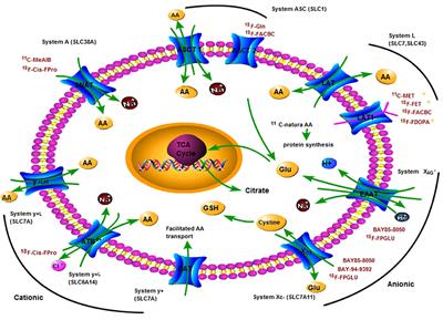 Carbon-11 and Fluorine-18 Labeled Amino Acid Tracers for Positron Emission Tomography Imaging of Tumors